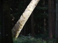 DSCN5593